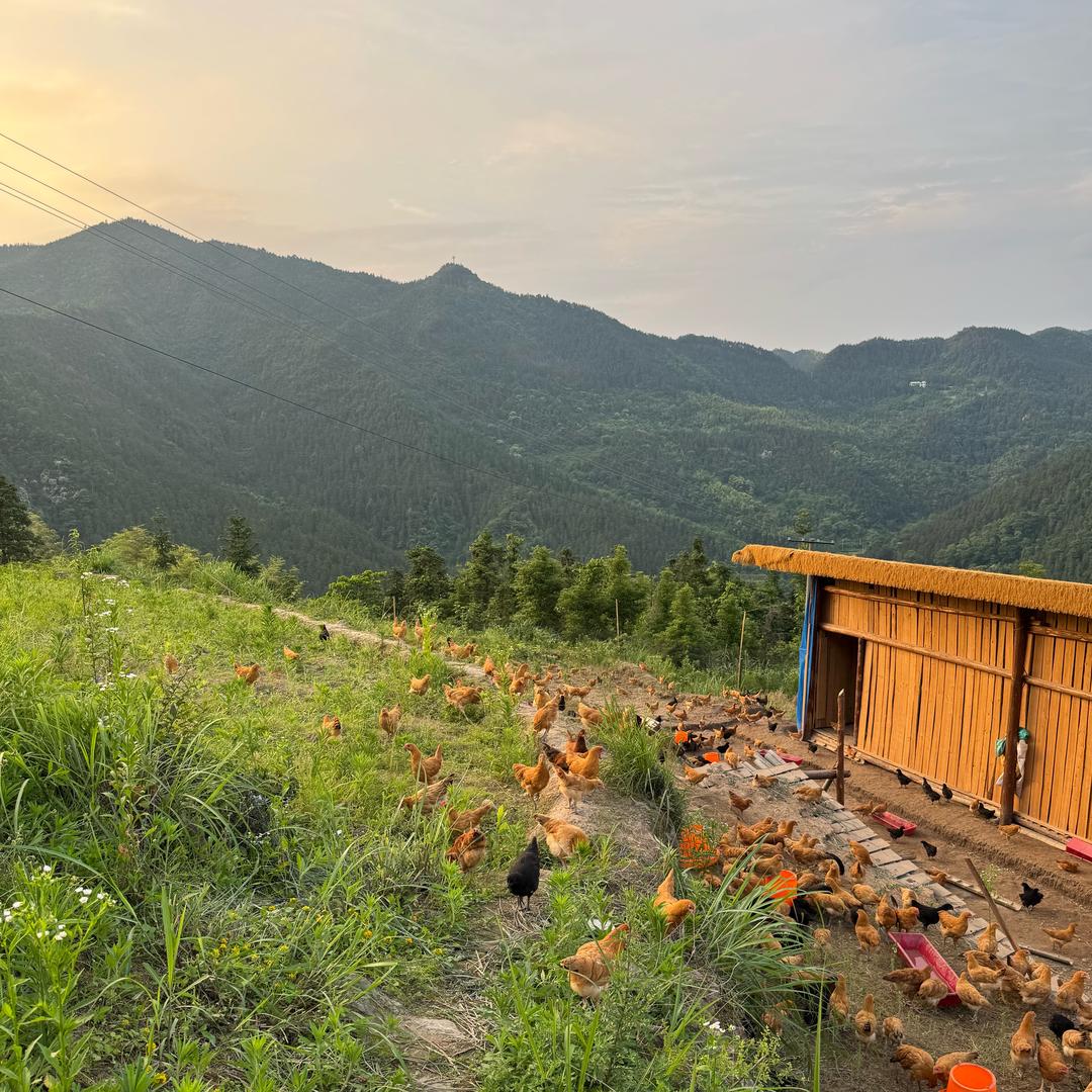 四明山龙文农场