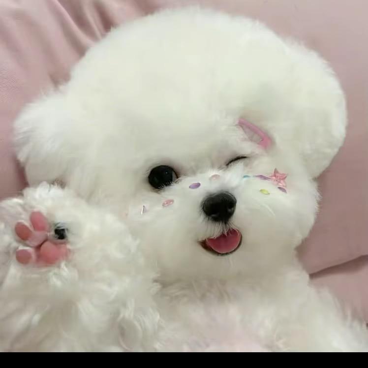 哆咪是只小比熊🐶