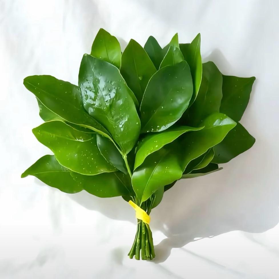小小绿