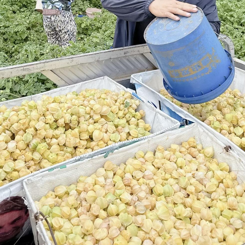 东北野生特产店