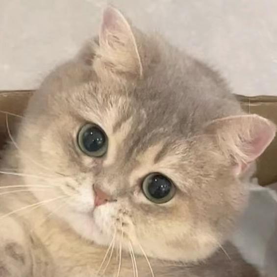Soyong