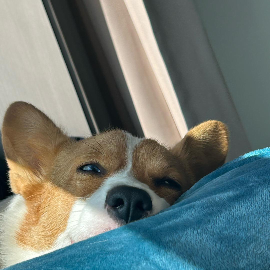 二饼不是饼（小号求关注版）🐶