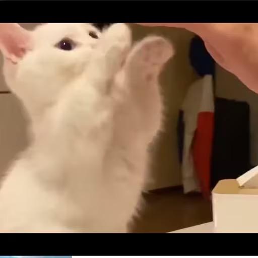 热爱生活的猫九
