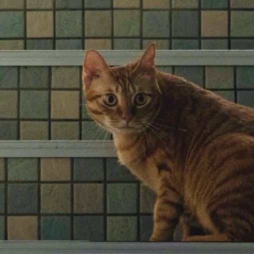 林俊杰的心上人