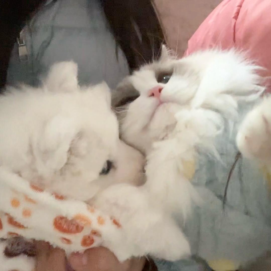 小土兜儿🐾