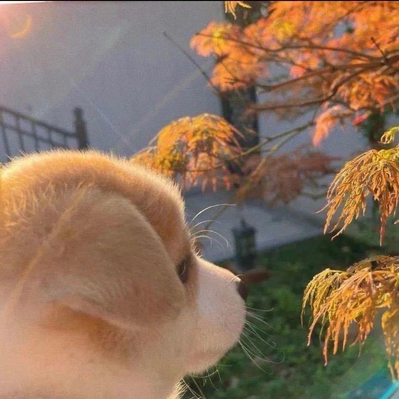 伟佳