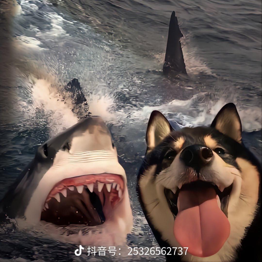 ღ᭄蜻蜓点水࿐