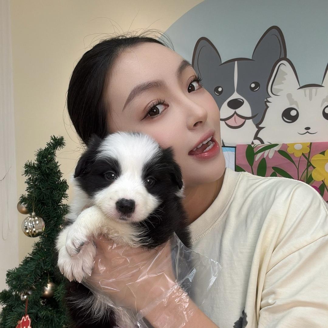 茉莉的小边牧