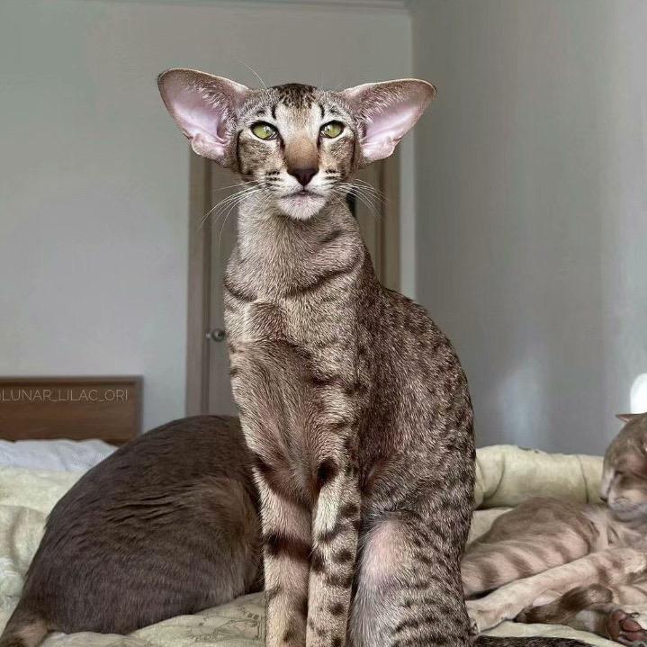 地铁鼠鼠