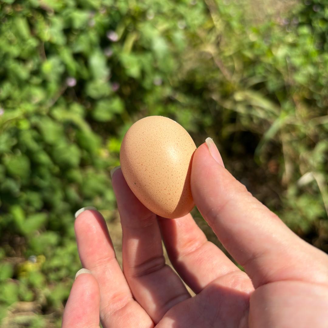 宁波小白 散养土鸡土鸭