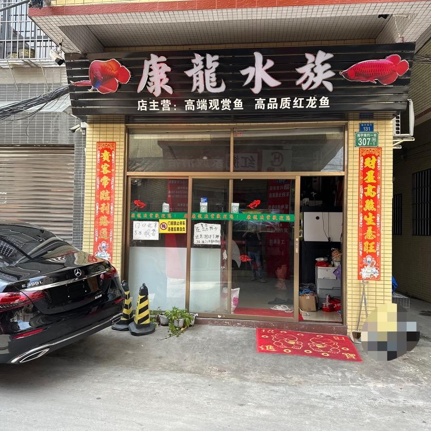 广州康龍水族收大红龙