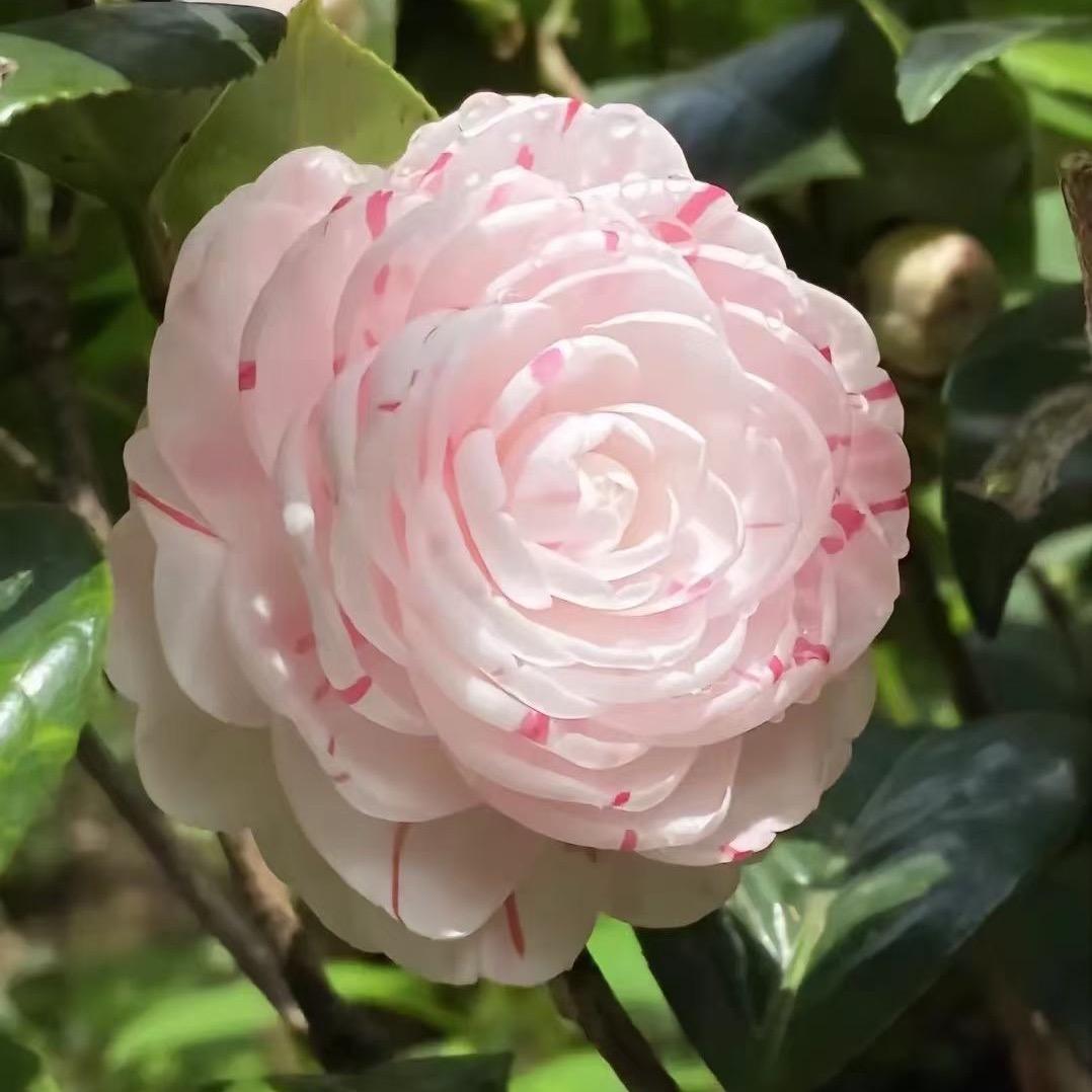 小丑鱼