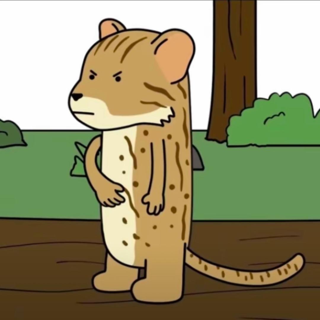 锈斑豹猫