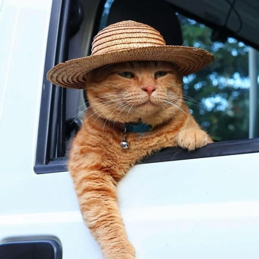 橘橘猫吖