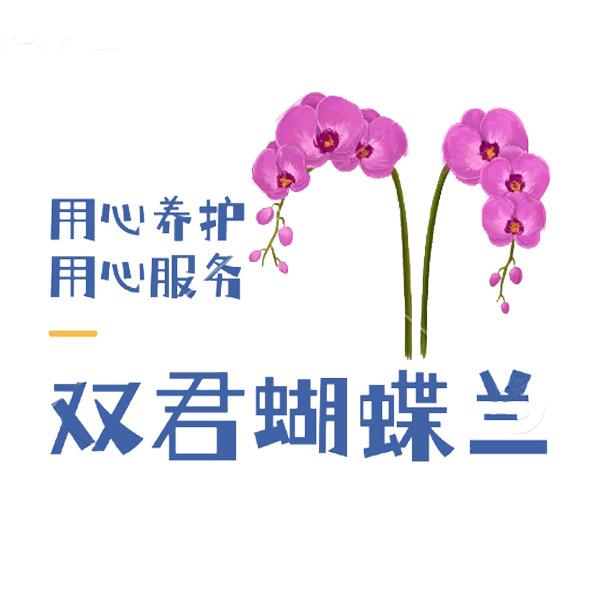 双君蝴蝶兰