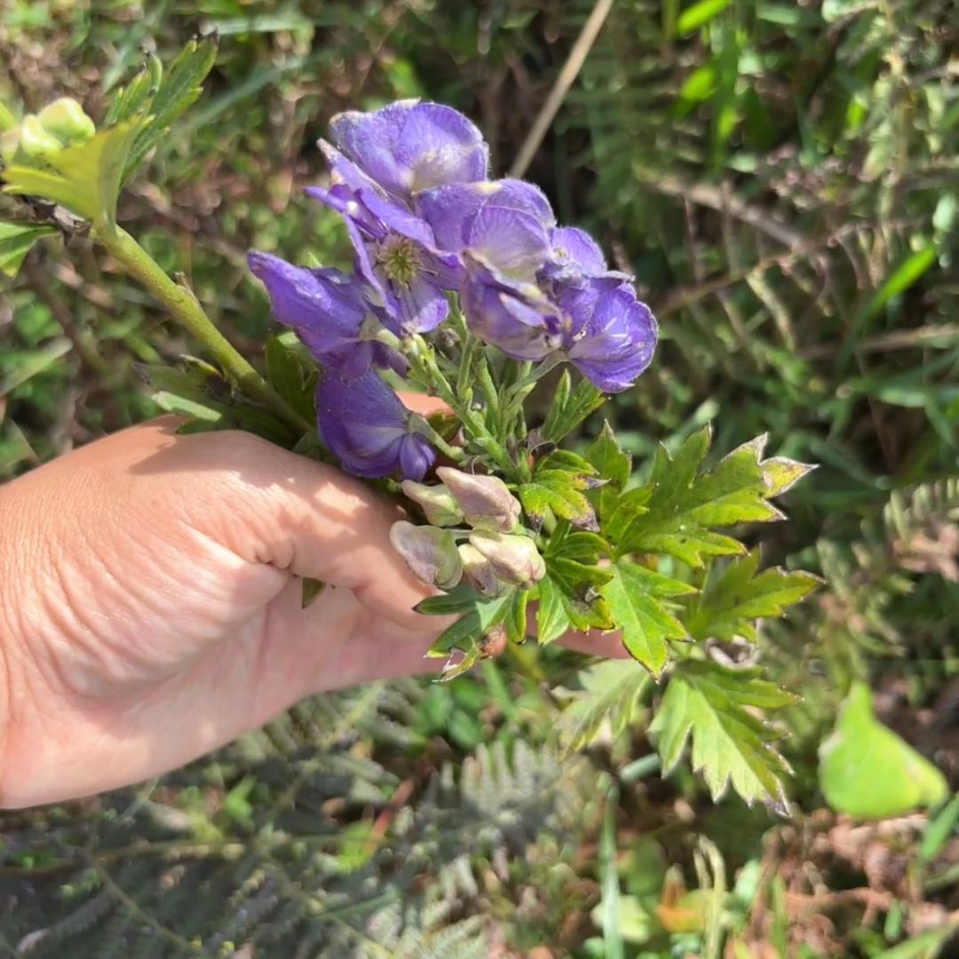 跑山附子（小号）