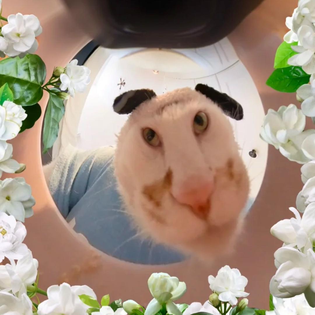 海绵宝宝爱洗澡