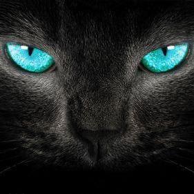 黑猫甄选