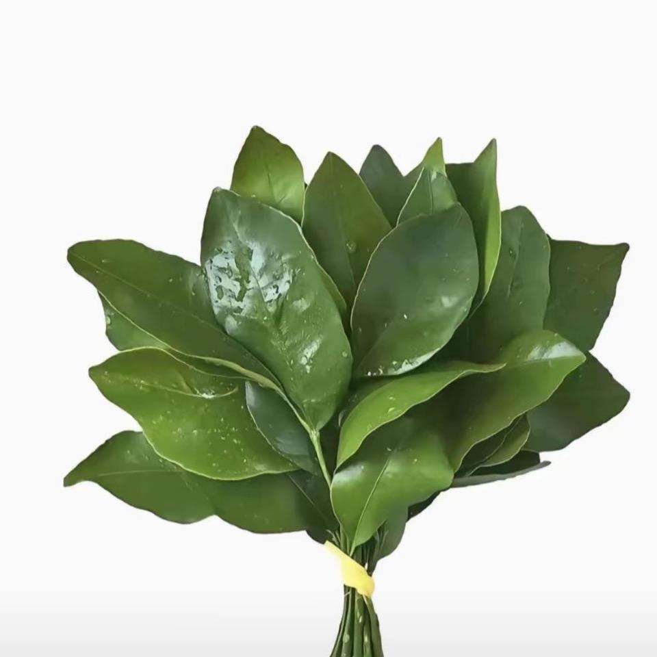 椰xi