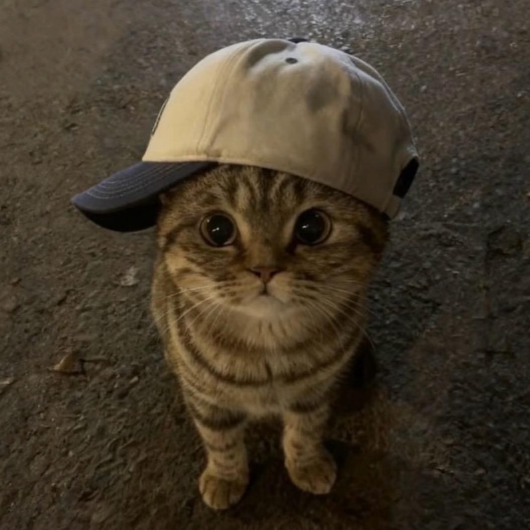 不是笨牛