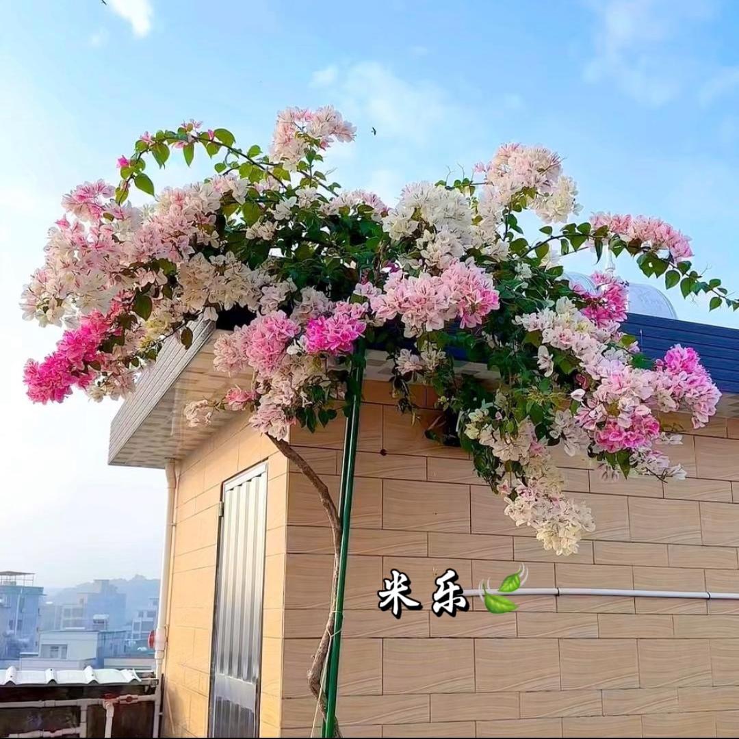 米乐🍃
