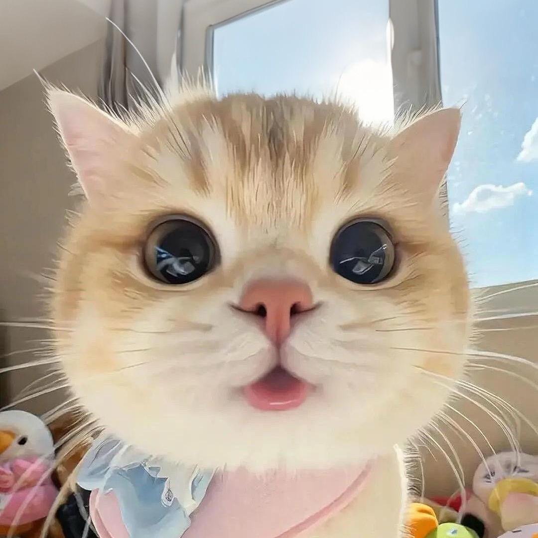 煎饼果子