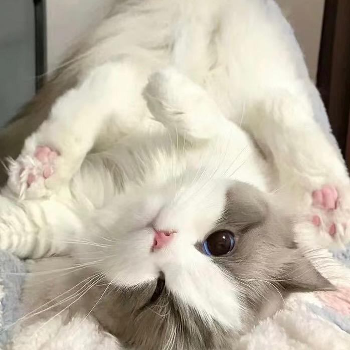 喵呜🐱