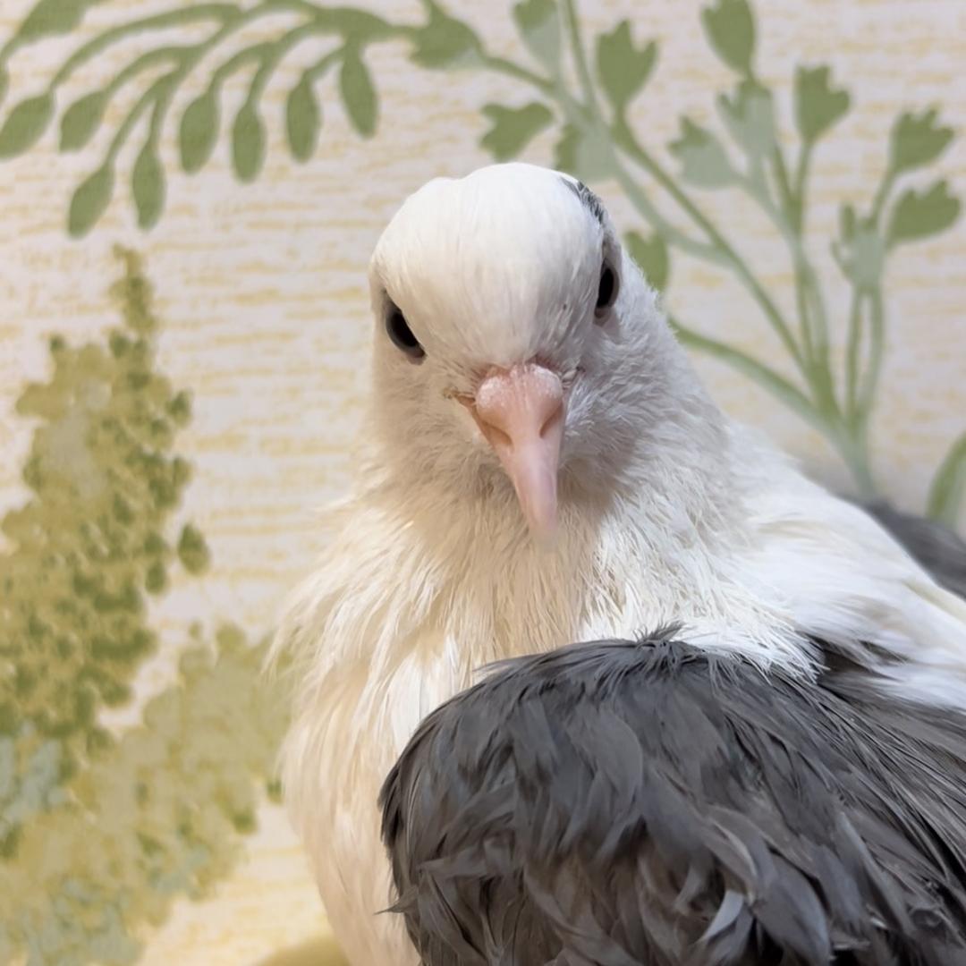 可爱多🐦