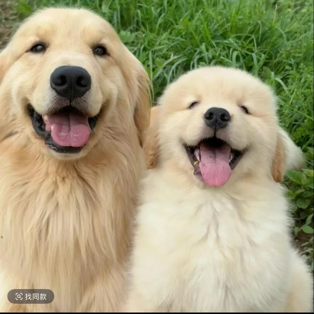 福州爱宠寄托服务