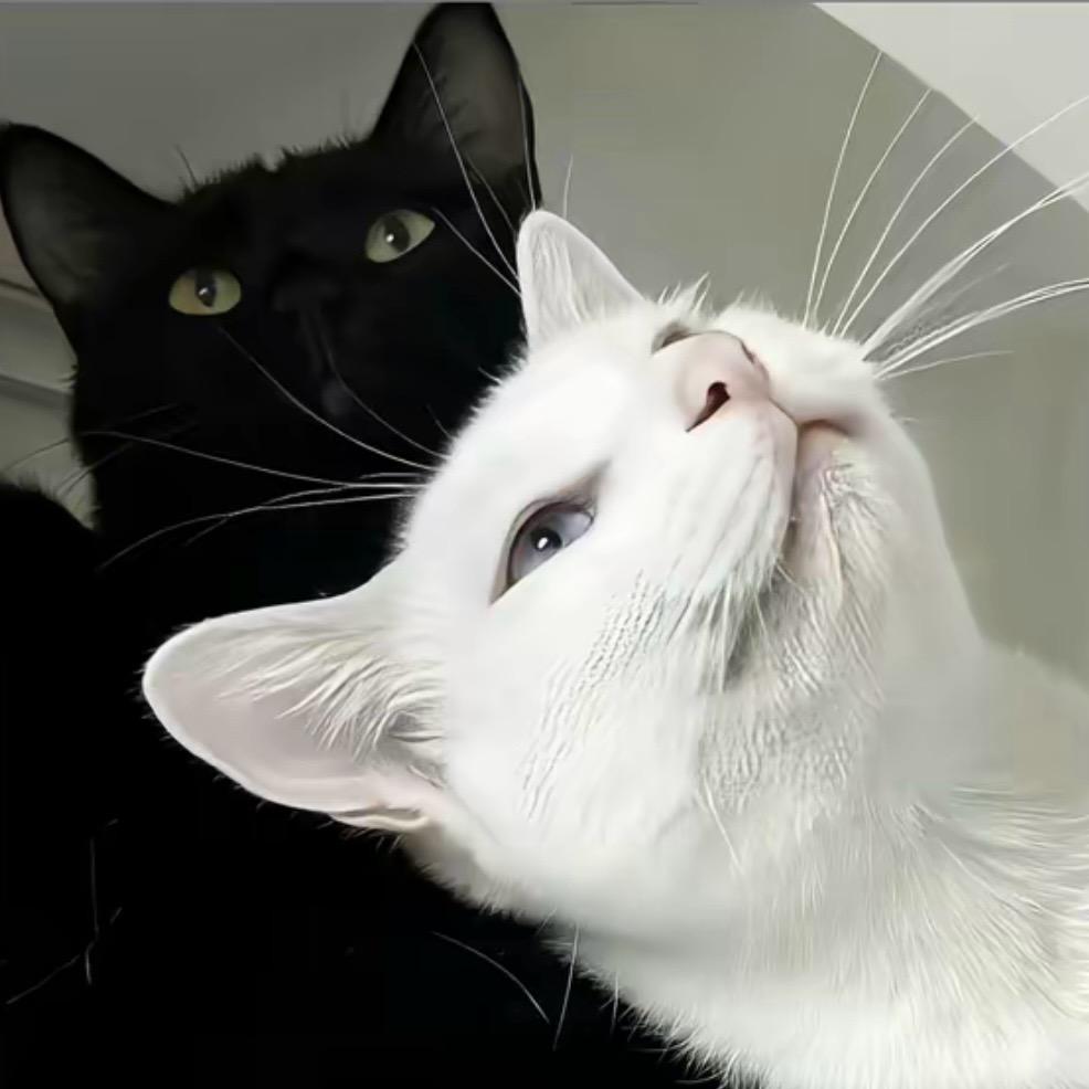 𝓽𝓮𝓶𝓭𝓮𝓻 .