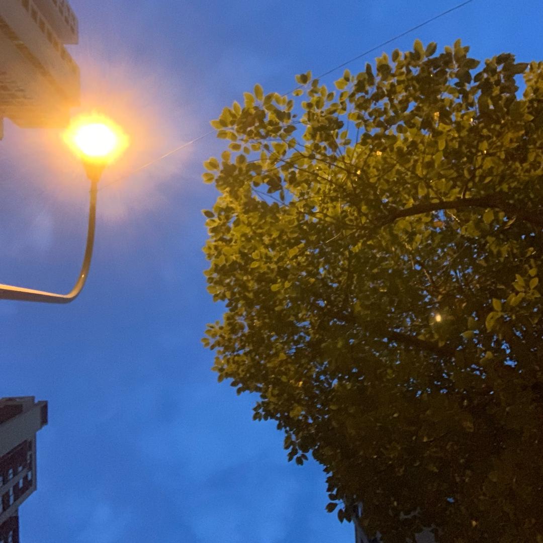 沙糖桔🍊