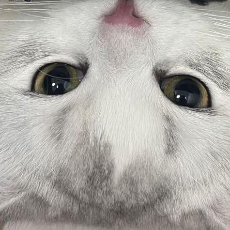 ଘ拉💩大王挞挞酱ଓ(嫡长子)