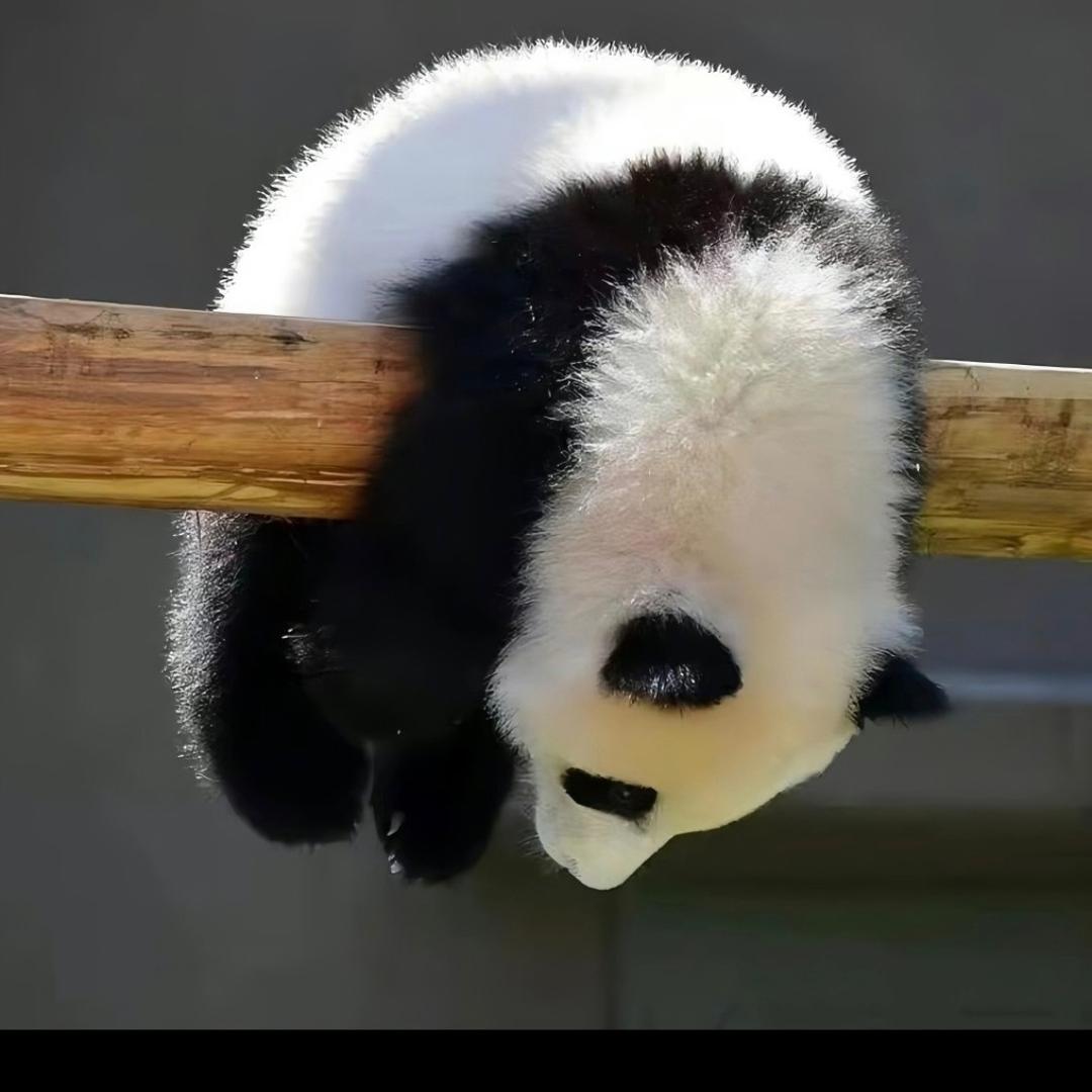 饭闹闹