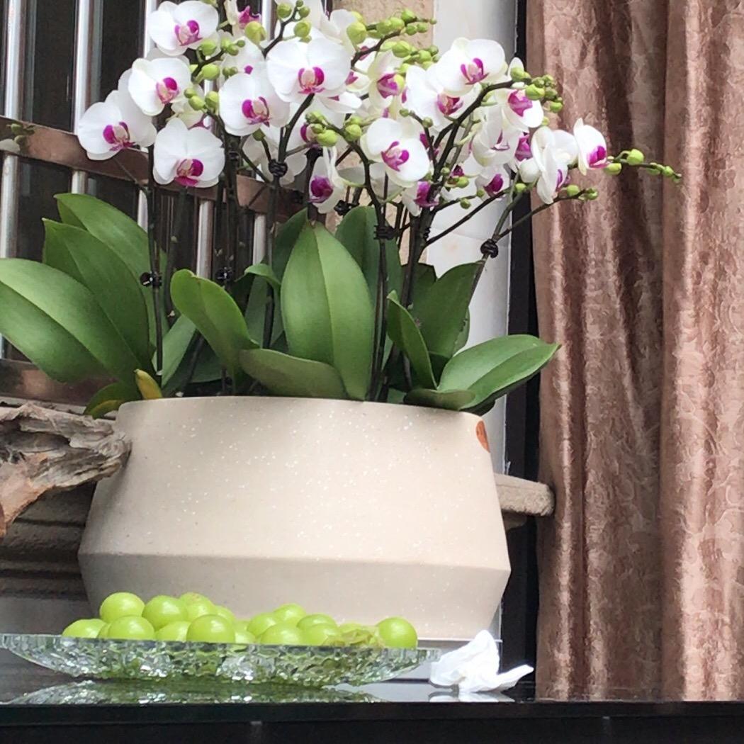 小蔗蔗