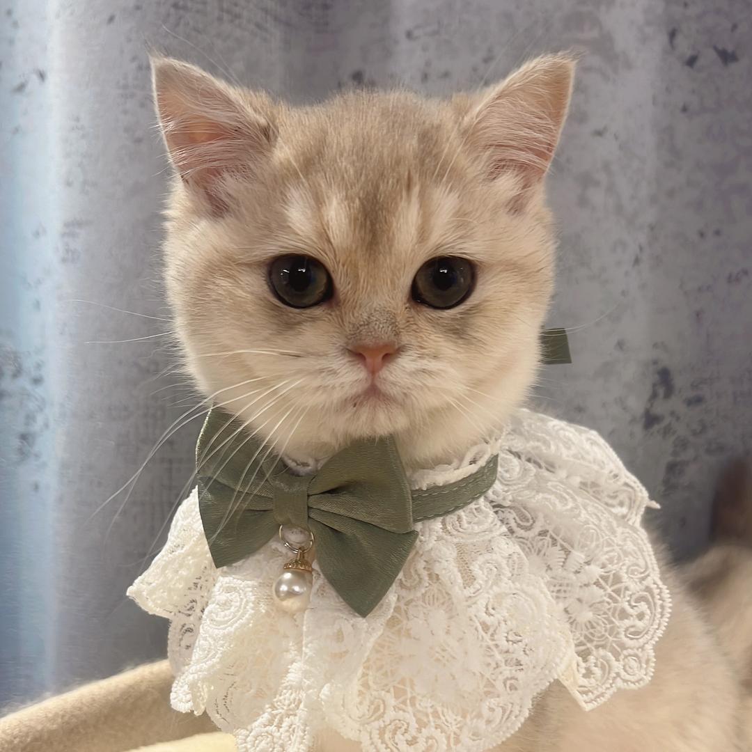 小薄荷是只喵🌿