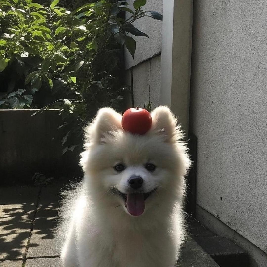 木子.