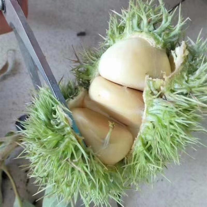 故乡情()