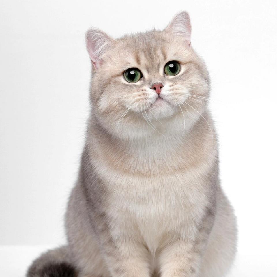 ꧁༺ 鱼喵先生༻꧂