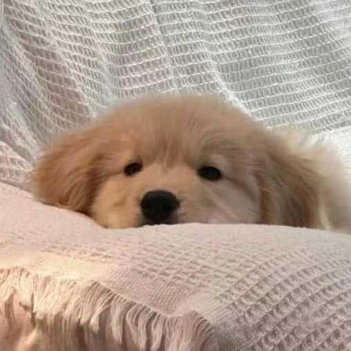 小鱼