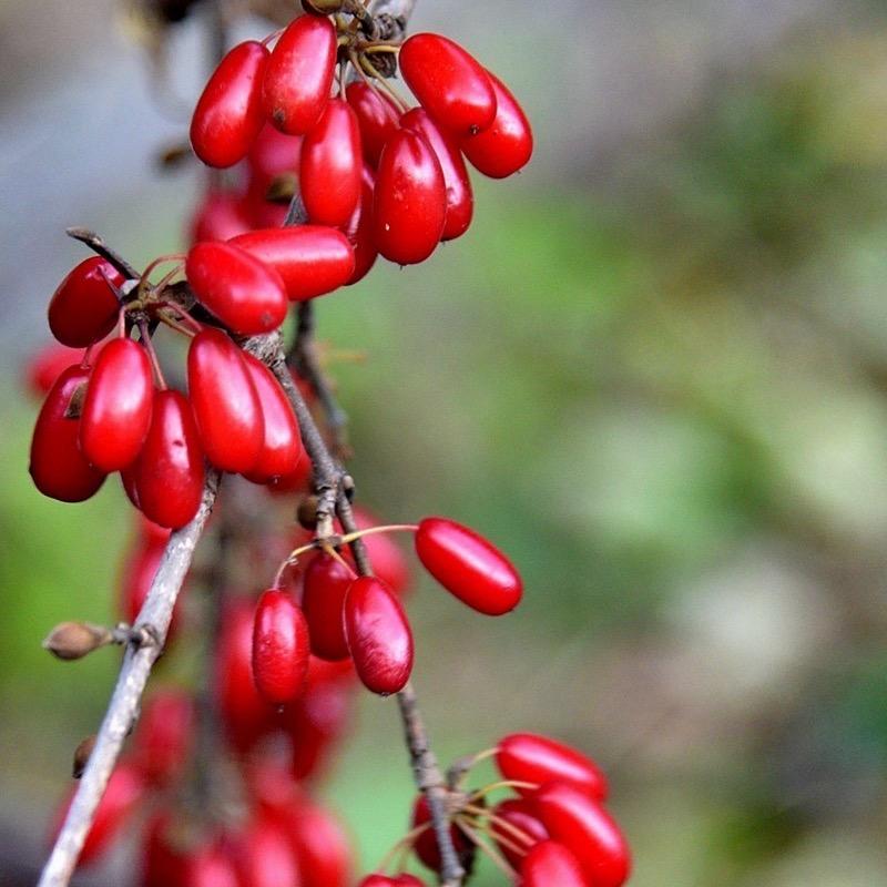 我姓阮我心更软