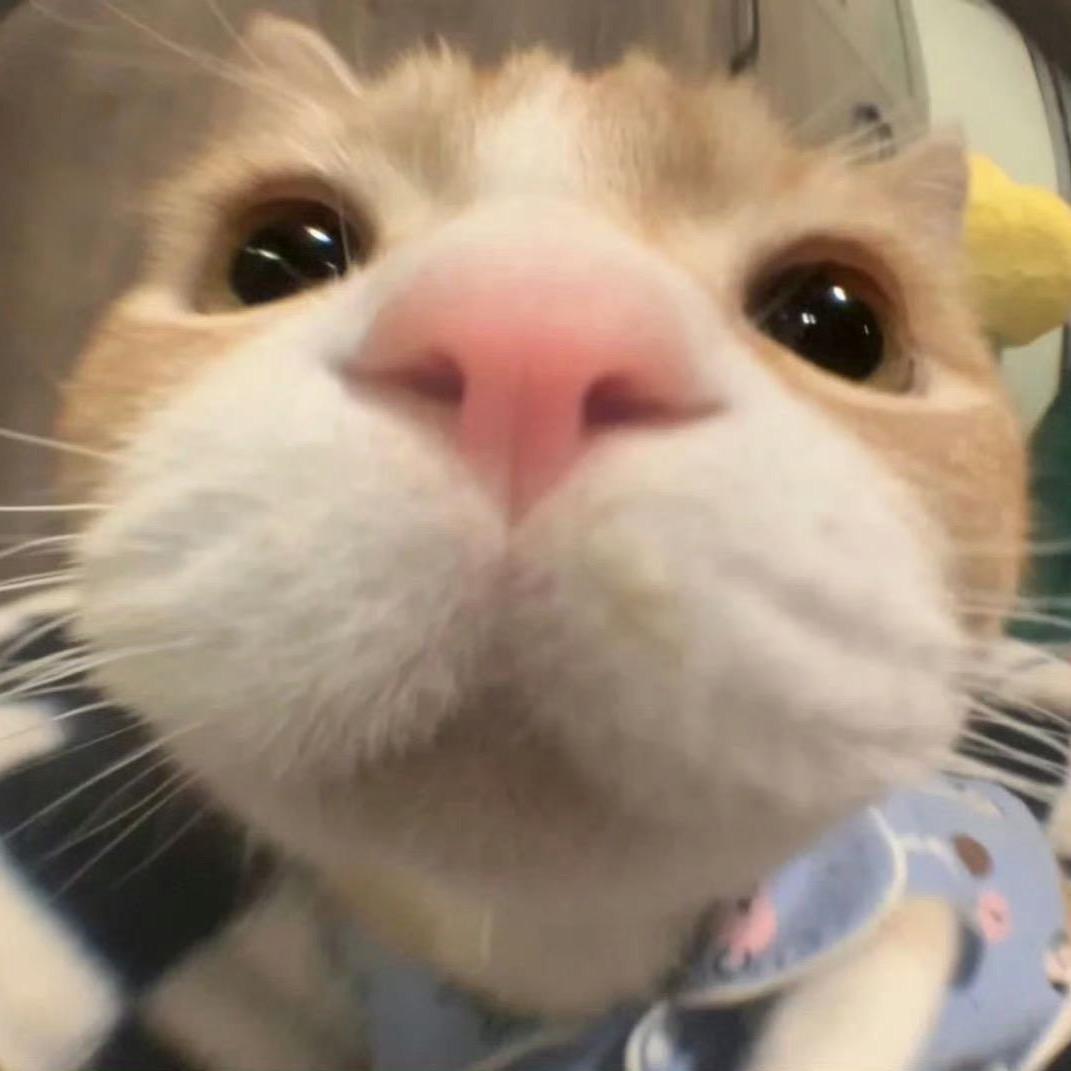 烤焦梨猫