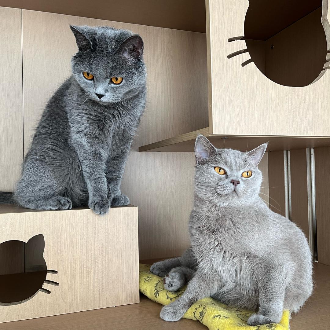 周周有好多毛孩子