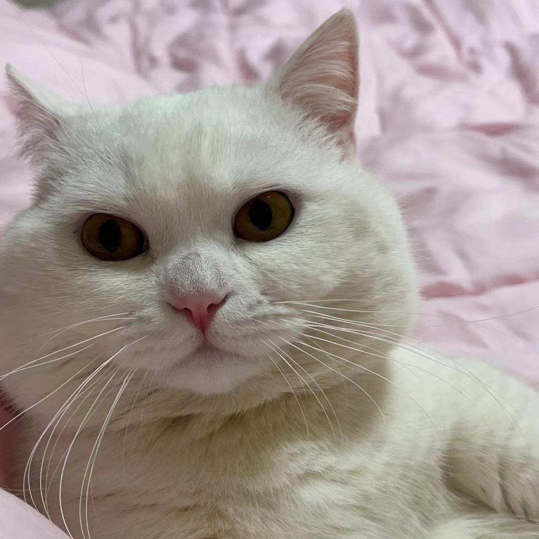 娇姣。