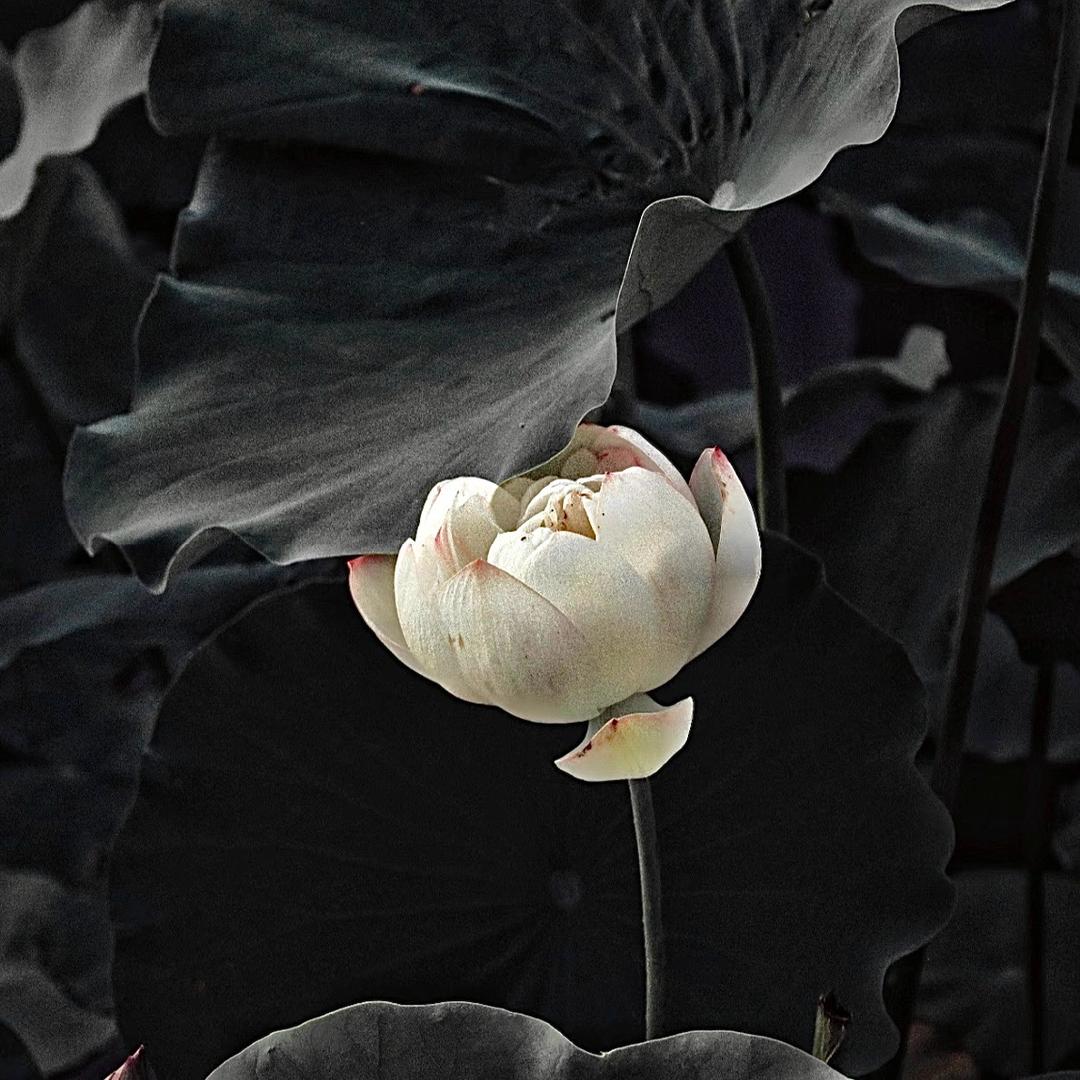松子仁（中式面点传承与创新）