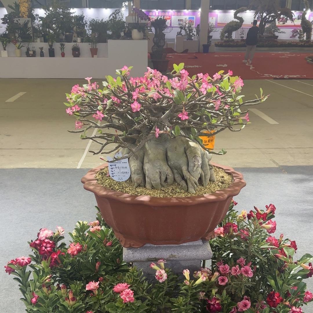蓝云小森林