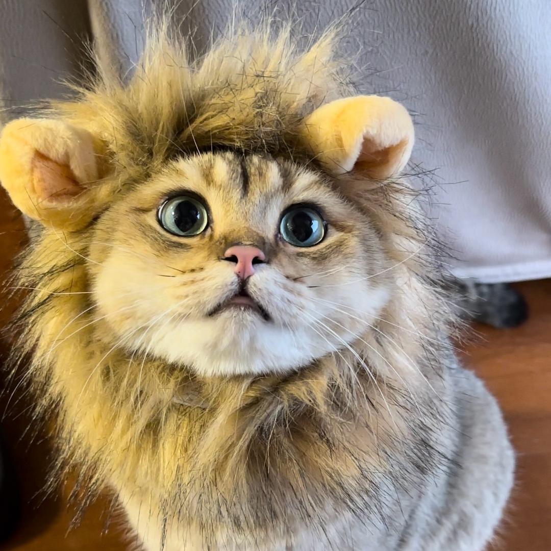 小圆叽