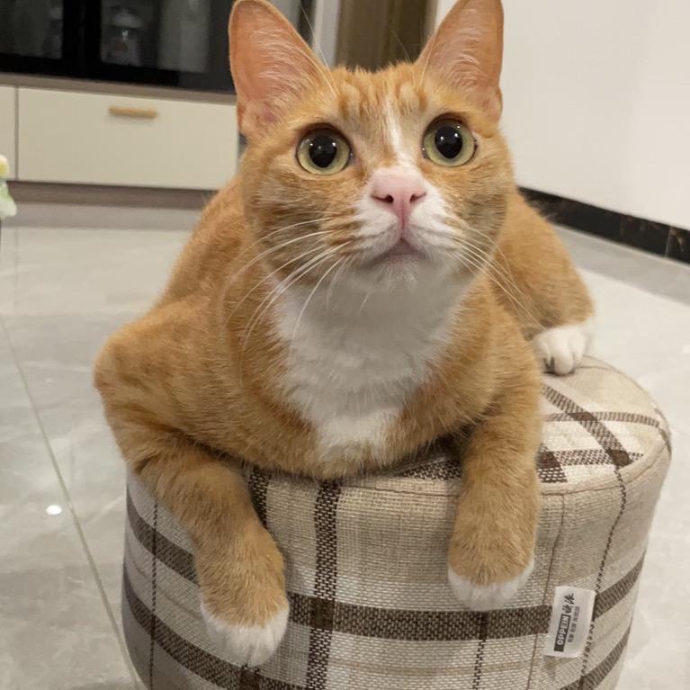 黄焖猪