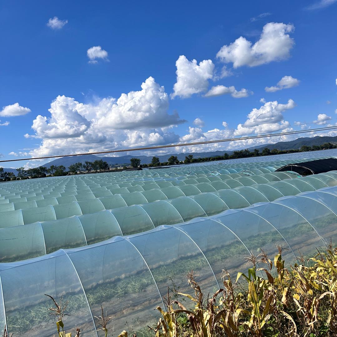 来凤白羊坡大棚西瓜🍉