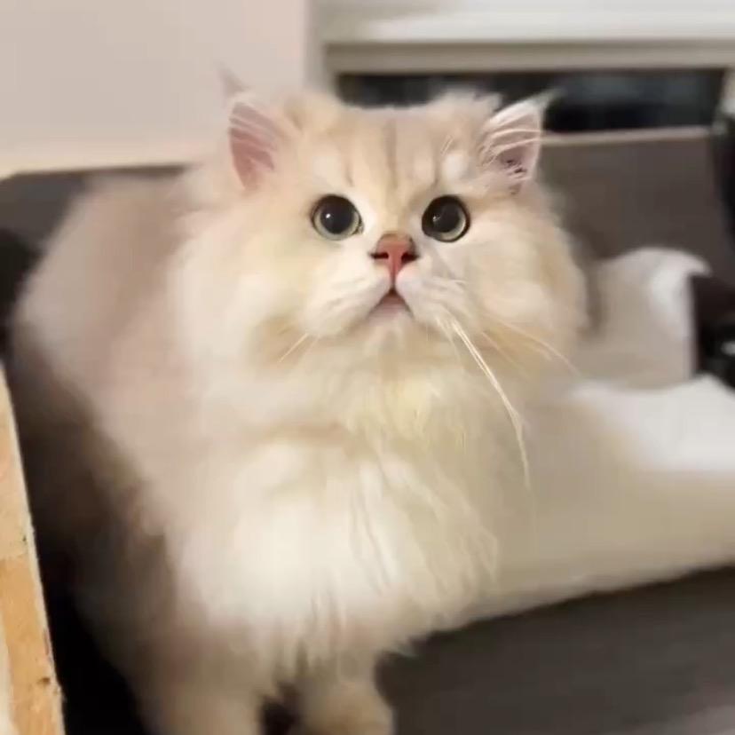 小姐姐家的喵😸😸