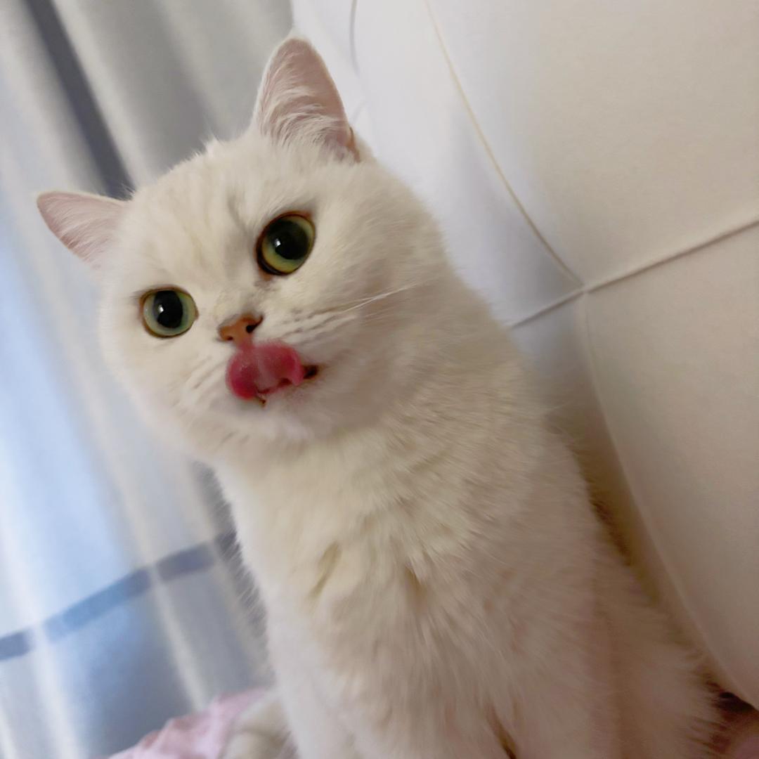 小粽子🐈（别拉黑我）